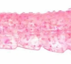 Lures Berkley Gulp! Translucent Shrimp Soft Baits 6 Lures Berkley Gulp! Translucent Shrimp Soft Baits